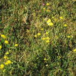 Clouded Yellow in flight: they hardly ever perch, and when they do they close their wings. This photo is the result of a lot of running about in a flowery meadow