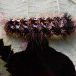 Knot grass moth caterpillar, Acronicta rumicis