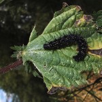 Peacock butterfly caterpillar on stinging nettle