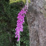 Foxglove and Alder at Creag Meaghaidh NNR