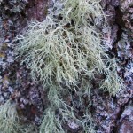 Ramalina (spiky beards) and leafy lichens (Parmelia etc) on Alder at Creag Meaghaidh NNR
