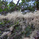 Usnea (cf U. subfloridana) beard lichen on Alder