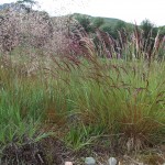 Glorious grasses at Craig Meagaidh