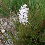 Marsh Orchid