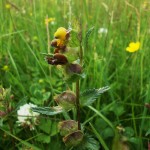 Yellow Rattle, a hemiparasite of grasses. It weakens the grass, letting other flowers into the greensward: the opposite action to modern fertilisers
