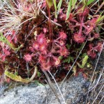 Round-leaved Sundew, Drosera rotundifolia, a small insectivorous plant of acid bog