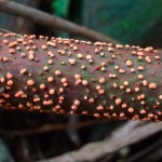 Coral Spot, Nectria cinnabarina