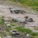 Hen Ptarmigan and chicks dust-bathing on Cairngorm