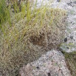 Rhacomitrium, the woolly hair moss, a wonderfully characteristic plant of the high tops