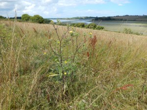 Set-aside meadow beside saltmarsh on estuary of La Rance. Egrets, Kestrel, Turtle-Dove, Wood Pigeon, Wren, Swallow, House Martin. Butterflies in the meadow Large White, a Fritillary, Small Skipper, Meadow Brown, Gatekeeper, Marbled White. 