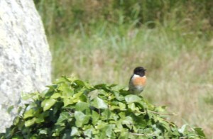 Stonechat hawking for flies from the great stones, to the song of Cirl Buntings