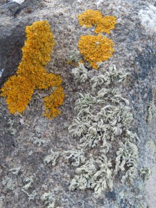 Xanthoria (orange scales) and Ramalina (grey tufts) lichens on megalith