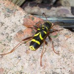 Wasp Beetle, Clytus arietis, in garden