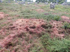 Mass of Dodder on Gorse at Carnac megalithic alignments, Brittany