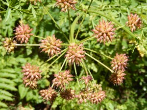 Cambridge Milk-Parsley Selinum carvifolia