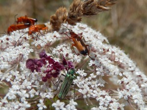 Cantharid and Oedemera beetles on umbel