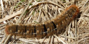 Brown hairy aposematic caterpillar crawling on ground