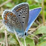 Male Common Blue