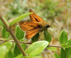 Large Skipper