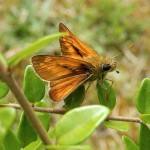 Large Skipper butterfly