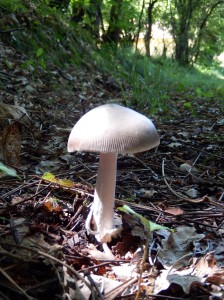 Amanita mairei