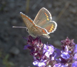 Female Common Blue on ornamental Salvia