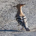 Hoopoe