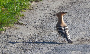 Hoopoe