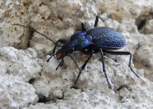 Violet Ground Beetle, 30 mm long