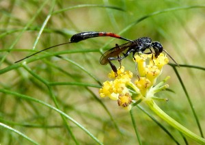 Parasitic Wasp on Fennel