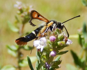 Fiery Clearwing moth