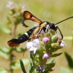 Fiery Clearwing moth