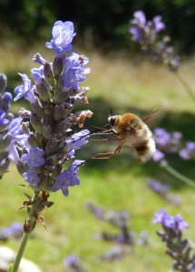 Bee-Fly half-hovering on Lavender
