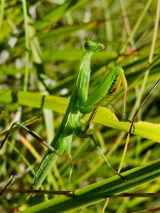 Praying Mantis on a steep chalk hillside