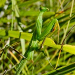 Praying Mantis