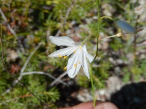 The chalk was thinly carpeted by this white starflower