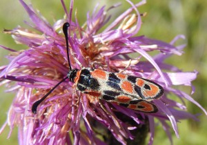 Zygaena fausta on knapweed