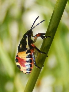 Brilliantly coloured bug