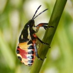 A 2nd or 3rd instar shieldbug, possibly Hawthorn Shieldbug