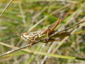 An obliging grasshopper