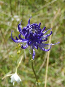 Handsome blue Scabious