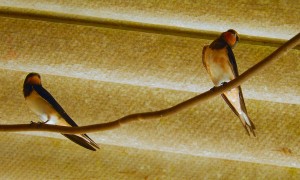 Young Swallows in barn