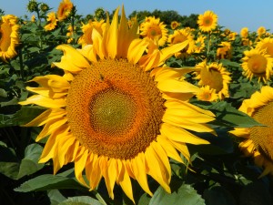 Sunflower