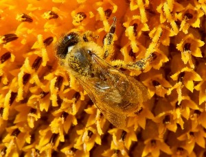 Pollen-dusted Bee on Sunflower
