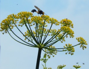 Mason Wasp A (yellow legs) on Fennel