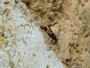 Mason Wasp carrying mud on house wall
