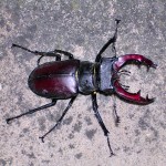 Stag Beetle, Lucanus cervus