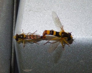A pair of slim, brightly striped orange-yellow and black Hoverflies mating ... on a car door