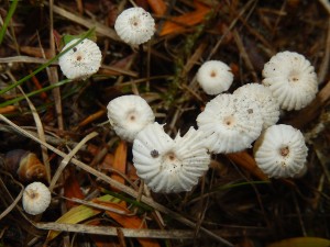 Collared Parachutes under Yew