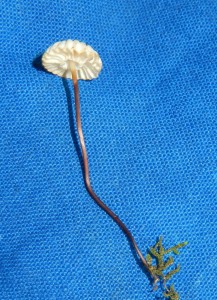 Collared Parachute mushroom